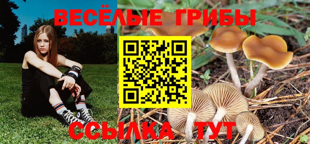 Зеленокумск  Галлюциногенные грибы Psilocybine cubensis  Вход с VPN 